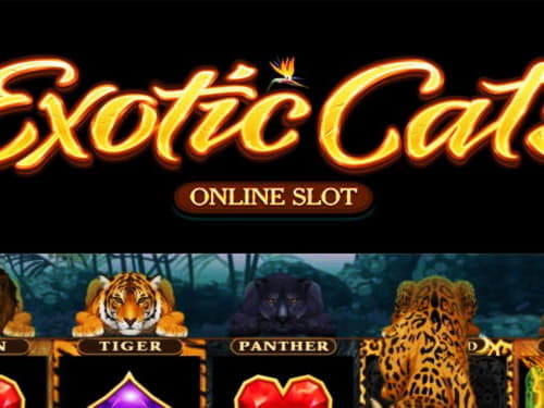 €640 Free Chip Casino at Royal Panda Casino