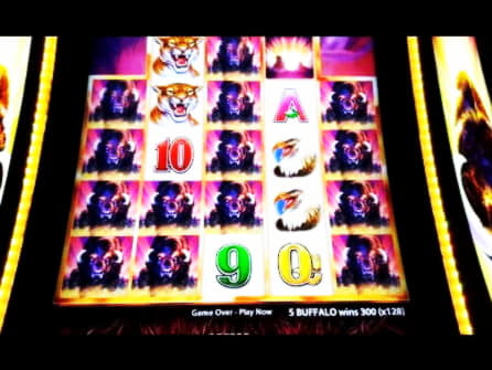 685% Signup casino bonus at Leo Dubai Casino