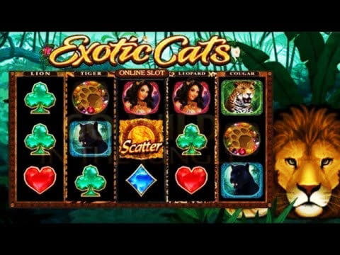 630% Casino match bonus at Rizk Casino