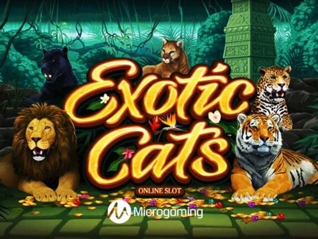 €70 Daily freeroll slot tournament at Ikibu Casino