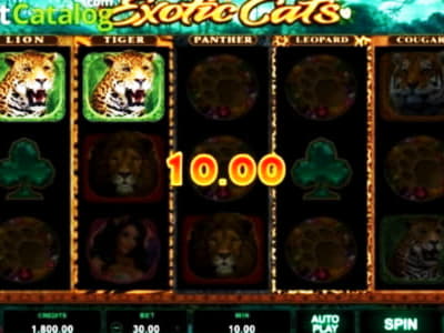 $890 Tournament at BGO Casino