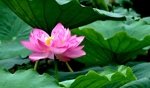 West Lake Lotus